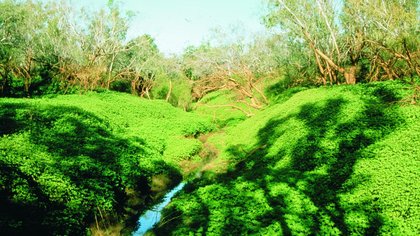 Joint operation under way at Yellagonga Regional Park to stop spread of invasive weed