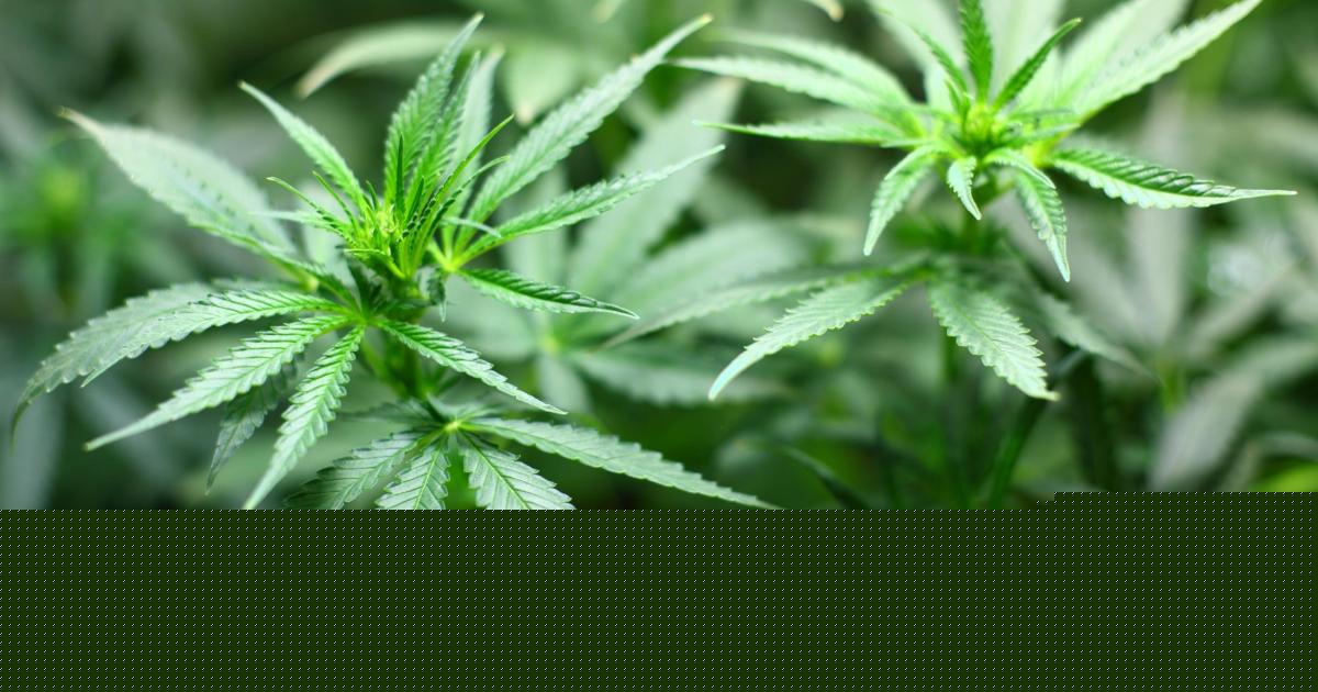 Man had cannabis grow in Holdenhurst Road - In the Dock