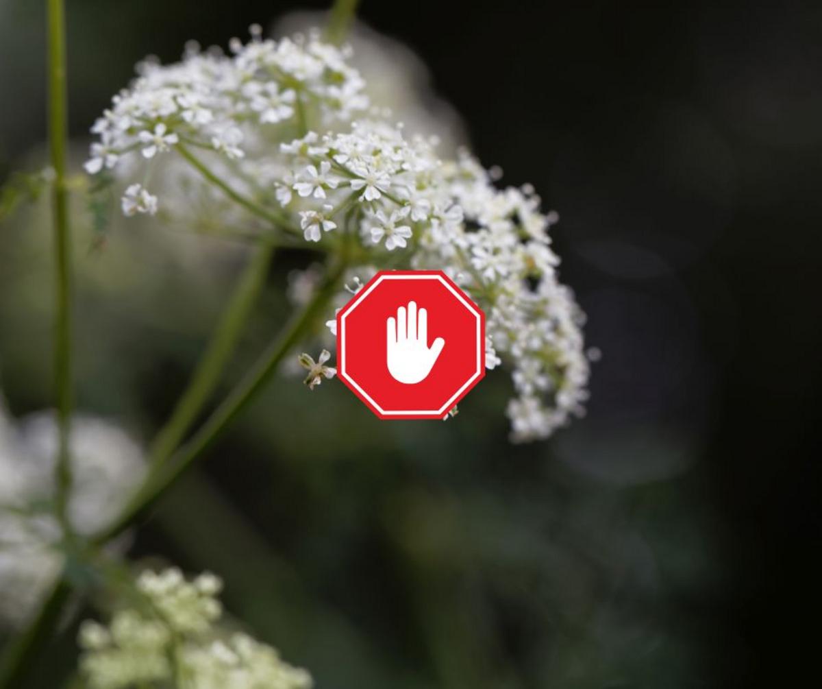 Warning: This Deadly Plant Is Growing All Across New Jersey