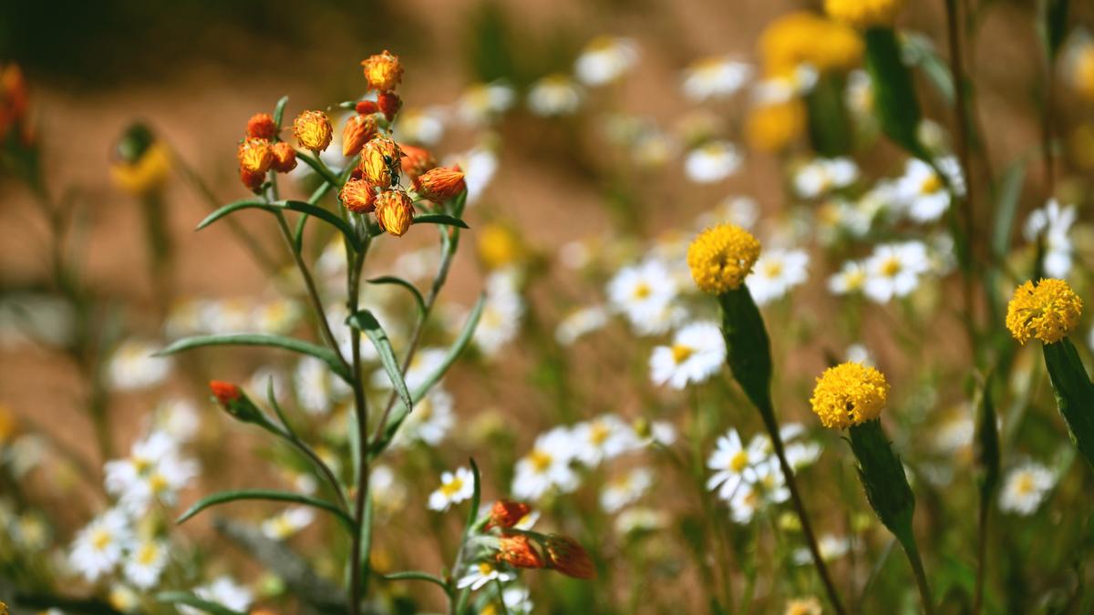 Sabrina Hahn: The best places to see wildflowers in Western Australia this spring