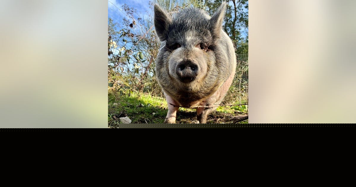 Vashon Island, WA family searching for stolen 350-pound pet pig