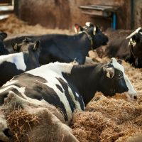 A fost confirmat primul focar de boala limbii albastre la bovine din România | AUDIO