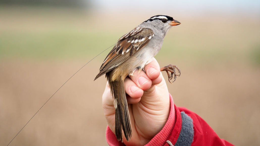 Comment on Birds fed a common pesticide lost weight rapidly and had migration delays by My Homepage