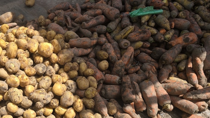 Kyrgyzstan considers temporary restrictions on potato imports to protect local farmers