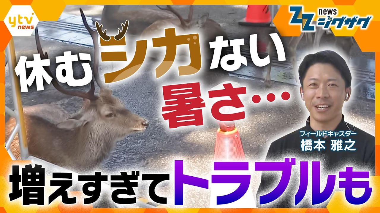 Nara's Deer Population Hits Record High