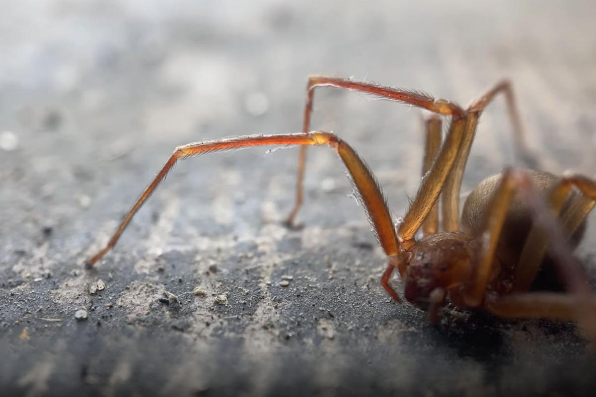 Are Brown Recluse Spiders Moving Into Maine? Here’s What Experts Say