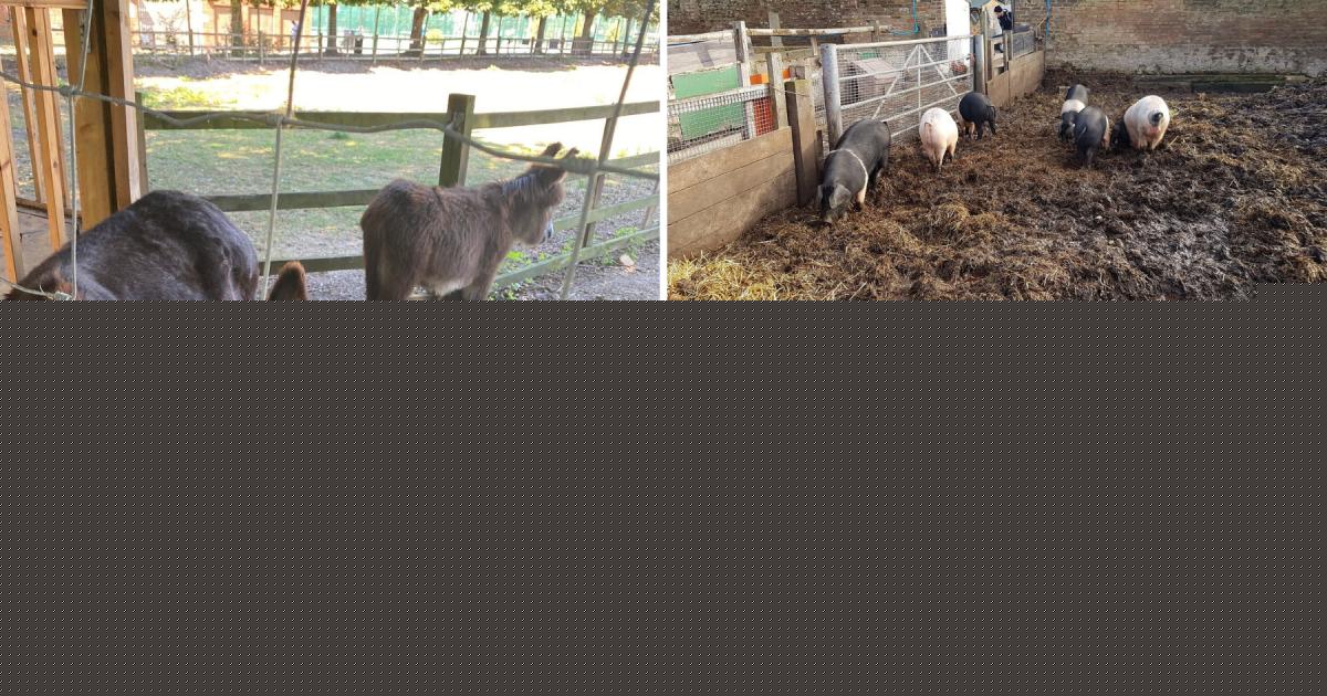 The 'charming' and 'lovely' farm in the middle of London that's a hidden gem