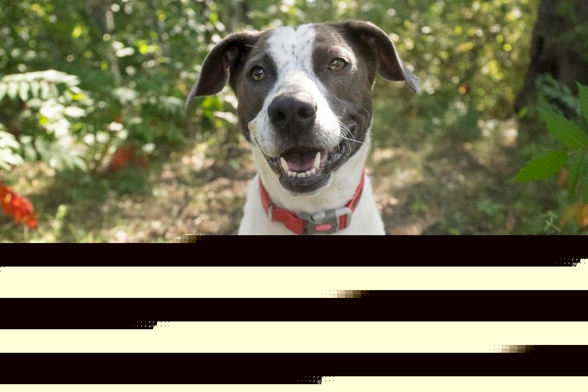 Jack Is A 47-pound Pit Mix At St. Cloud’s Shelter Who Loves Kids And Naps