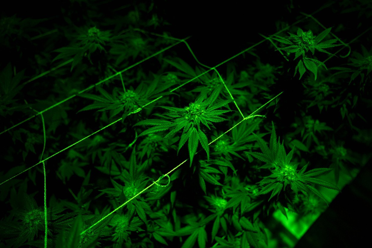 Cannabis: Anvisa regulamenta cultivo da planta com fins medicinais; entenda