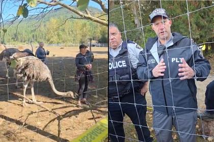 UPDATE: RCMP arrest two women at B.C. ostrich farm