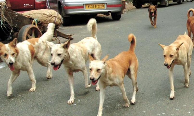 77,146 Stray Dogs Sterilised: AP Informs HC