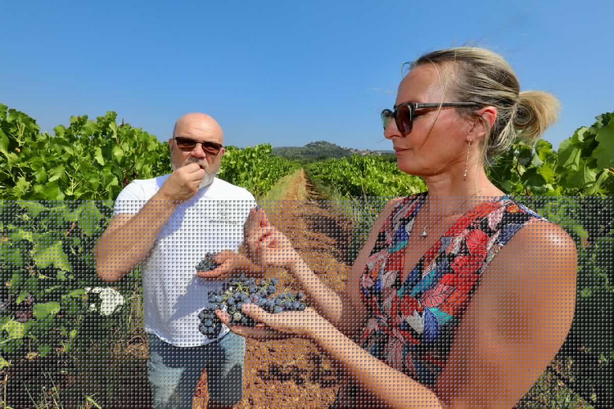 « Je prends des baies sans les choisir et je goûte » : à Pierrefeu, le domaine Kennel se fie aux sensations du vigneron et lance déjà les vendanges