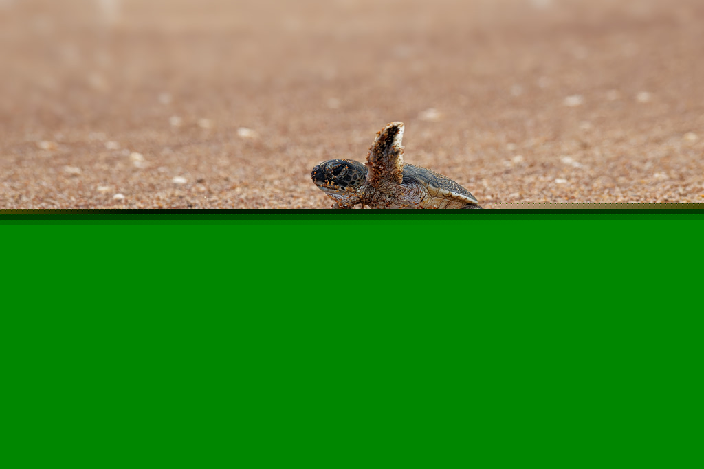 Beach Party Canceled to Protect Sea Turtle Nests