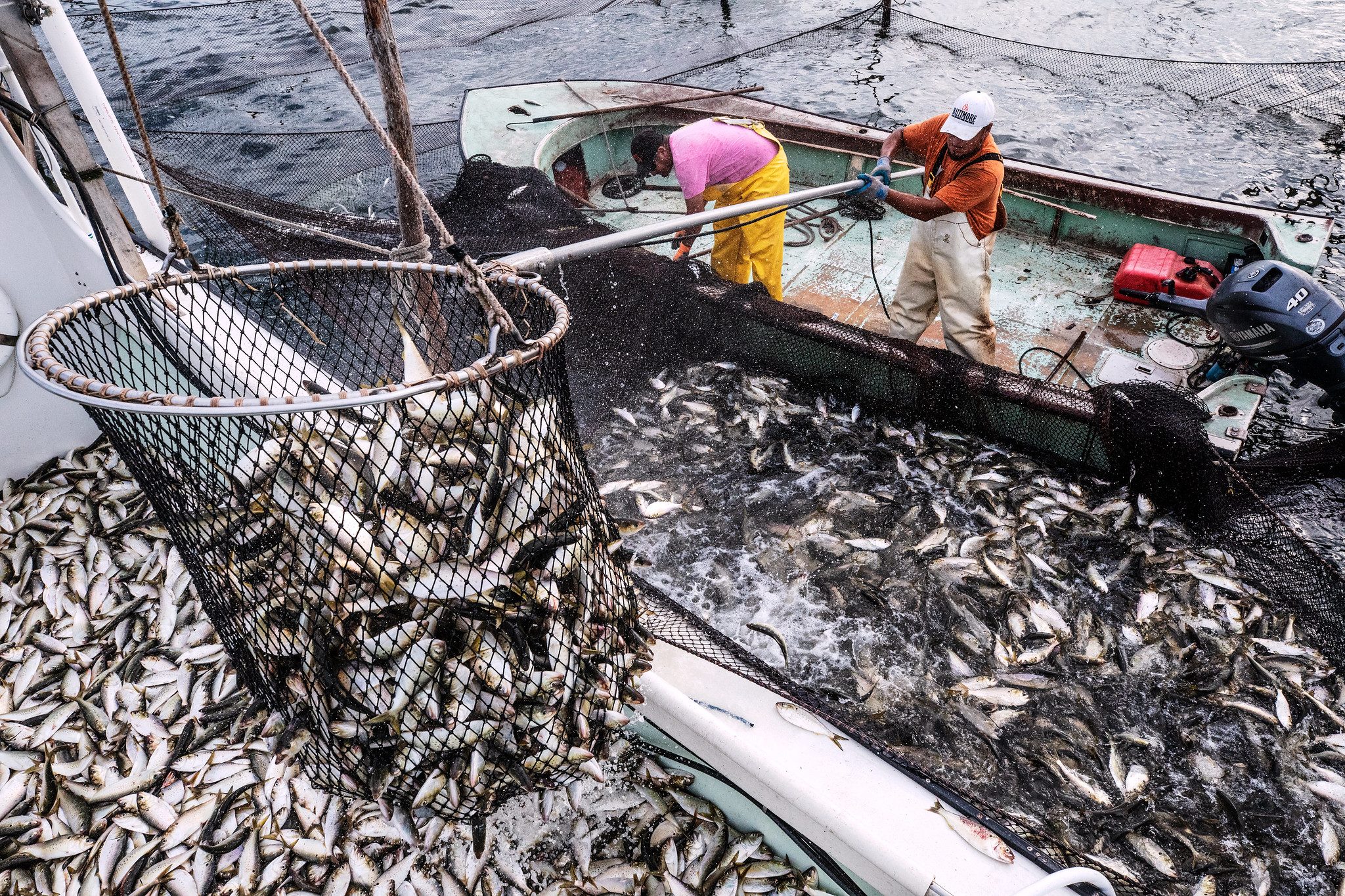 Potential cuts to Chesapeake Bay menhaden fishery advance for public review