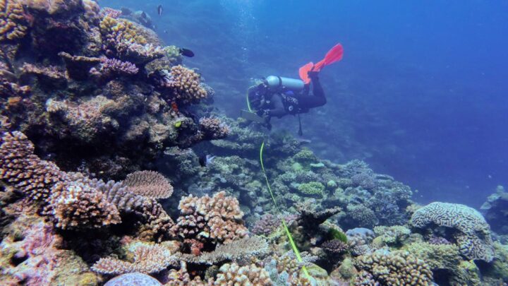Coral returns to Great Barrier Reef but risks remain