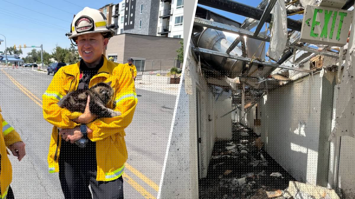 ‘Resilient' cat named Toast survives days inside fire-gutted apartment: ‘Speechless'