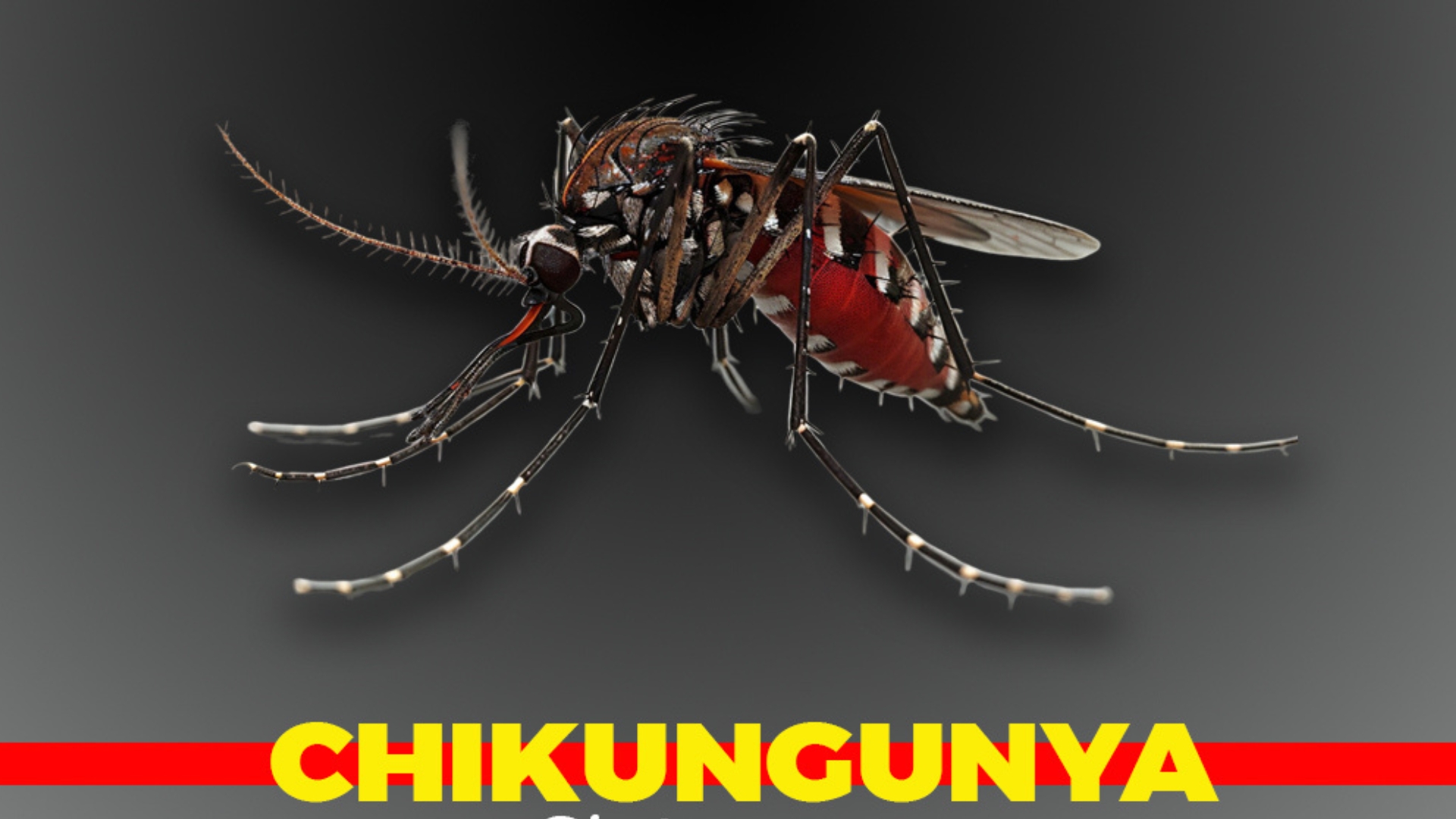 DVG ta alerta e biahero y bishitante di Surinam tocante riesgo di Chikungunya