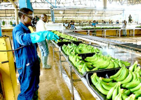 Cameroon’s Banana Exports Jump 34% in July to 20,577 Tons