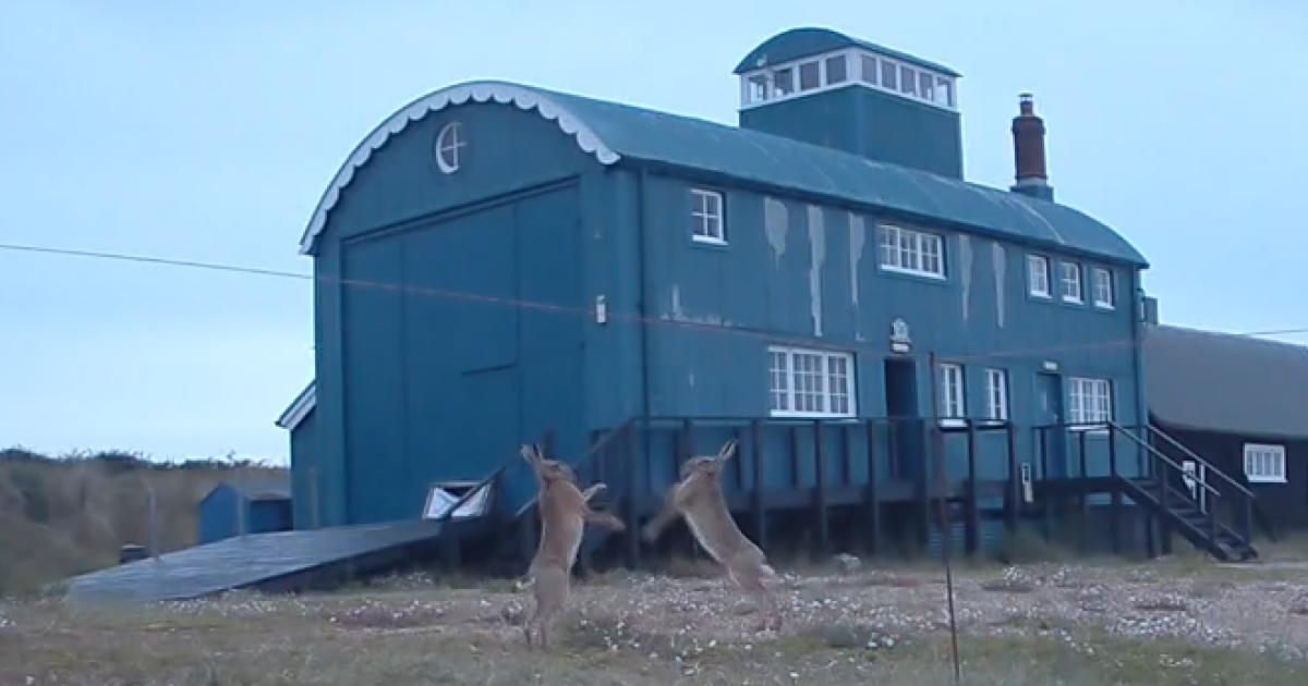 Brown hares caught 'boxing' at Norfolk National Trust site