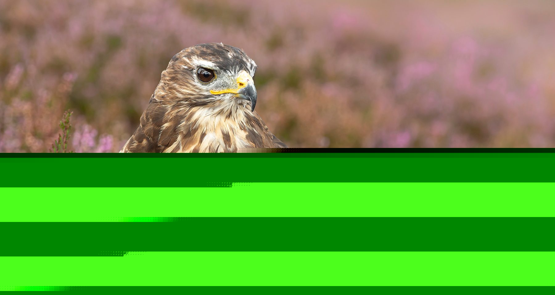 BASC gives £20,000 for police bird of prey crime training
