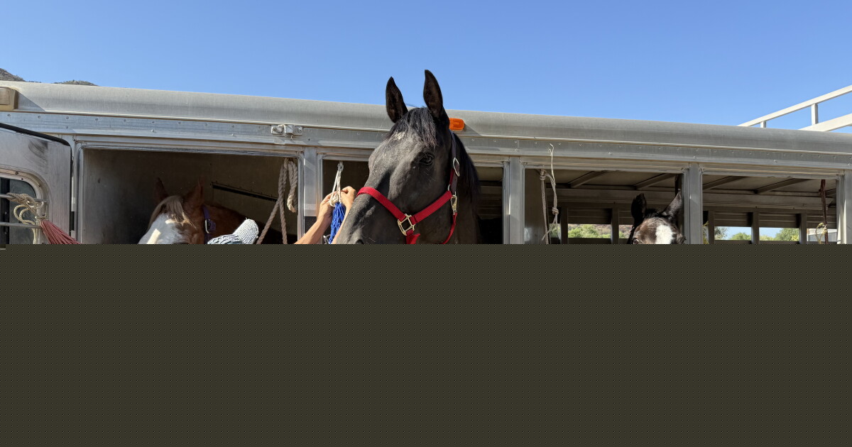 More than 3 dozen rescued horses from Julian available for adoption