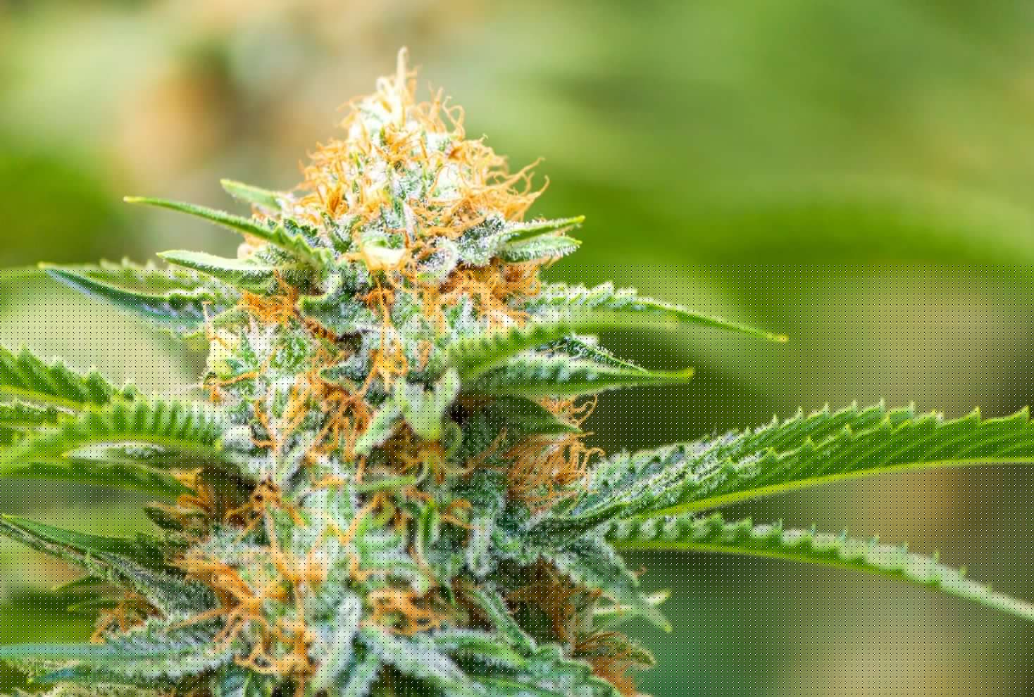 Researchers Identify Key Genetic Regions Controlling Cannabinoid and Terpene Diversity in Marijuana