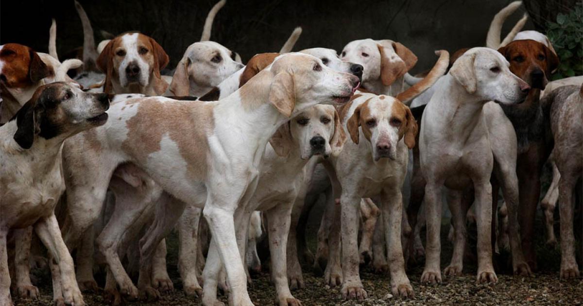 Καταγγελία για κακοποίηση ζώων οδήγησε σε αποκάλυψη παράνομου οπλοστασίου στα Βίλια