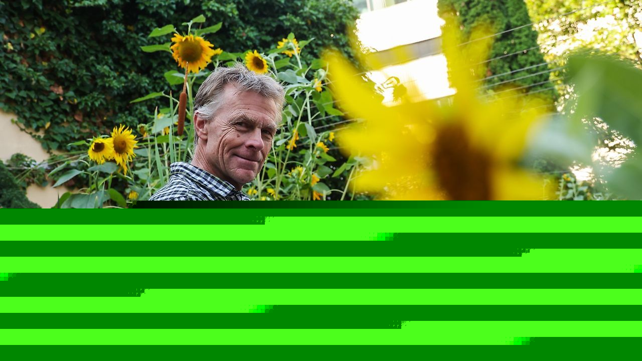 Warum Martin Grabher in Feldkirch 125 Sonnenblumen pflanzte