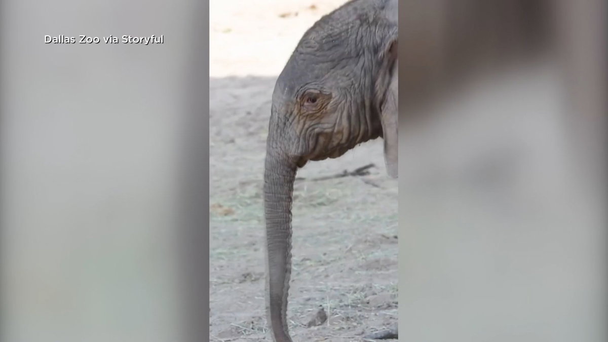 Dallas Zoo announces birth of baby elephant