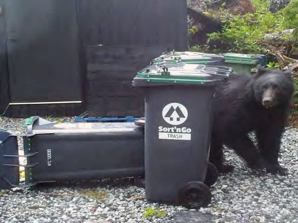 Ucluelet was the deadliest community in B.C. for black bears in 2025