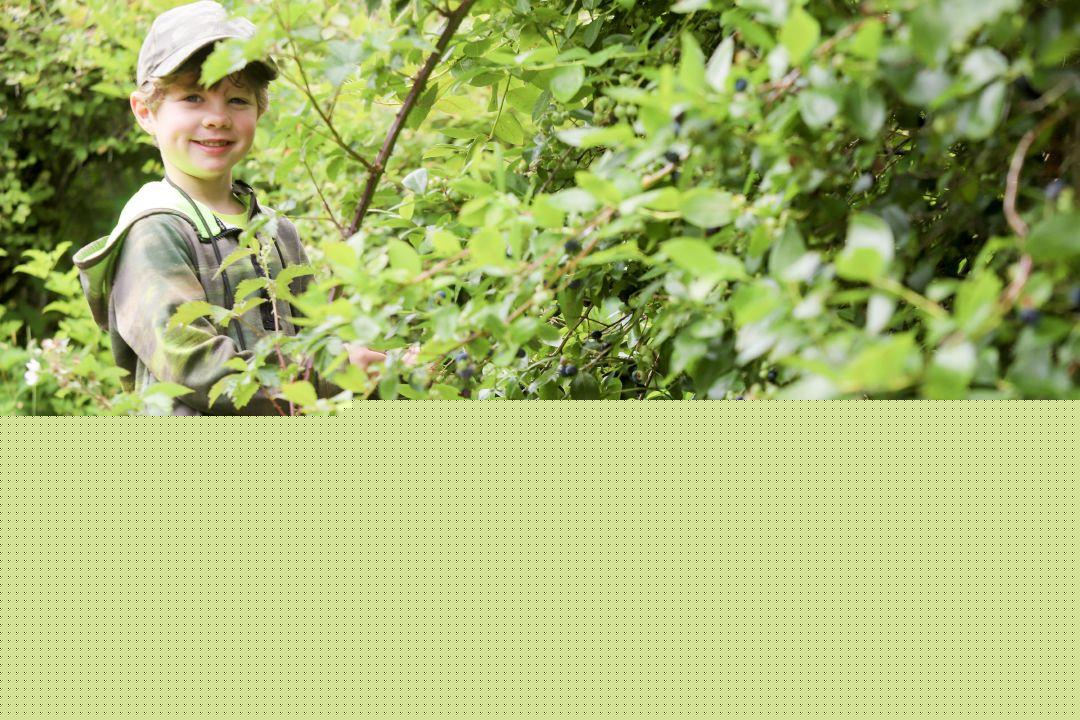 Let the picking begin: U-pick blueberry farm offers sweet family fun on the Long Beach Peninsula