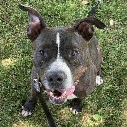 CNY SPCA Pet of the Week: Lily will bloom with your love