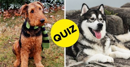 This 16-Level Dog Breed Quiz Goes From Easy To Absolutely Unhinged