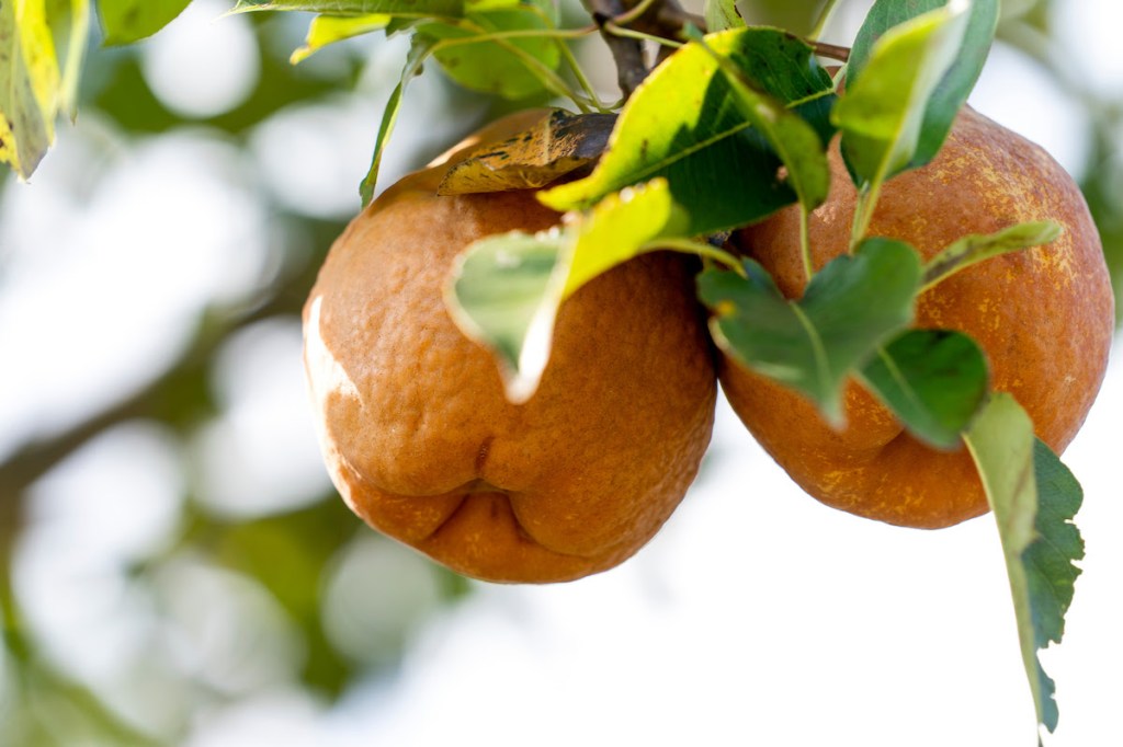 When and how to plant fruit trees for ‘fruitful’ results