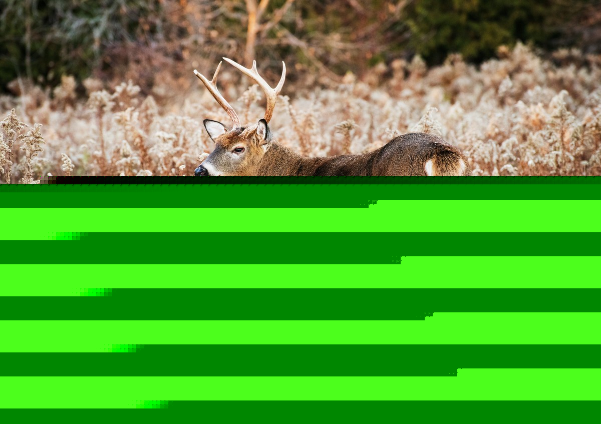 A New CWD Case Is Now Confirmed In Minnesota