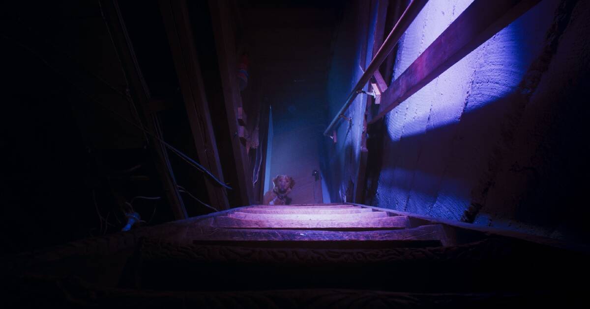 Family film guide: Safely navigating the cinema to avoid the hour and 13-minute dog horror film