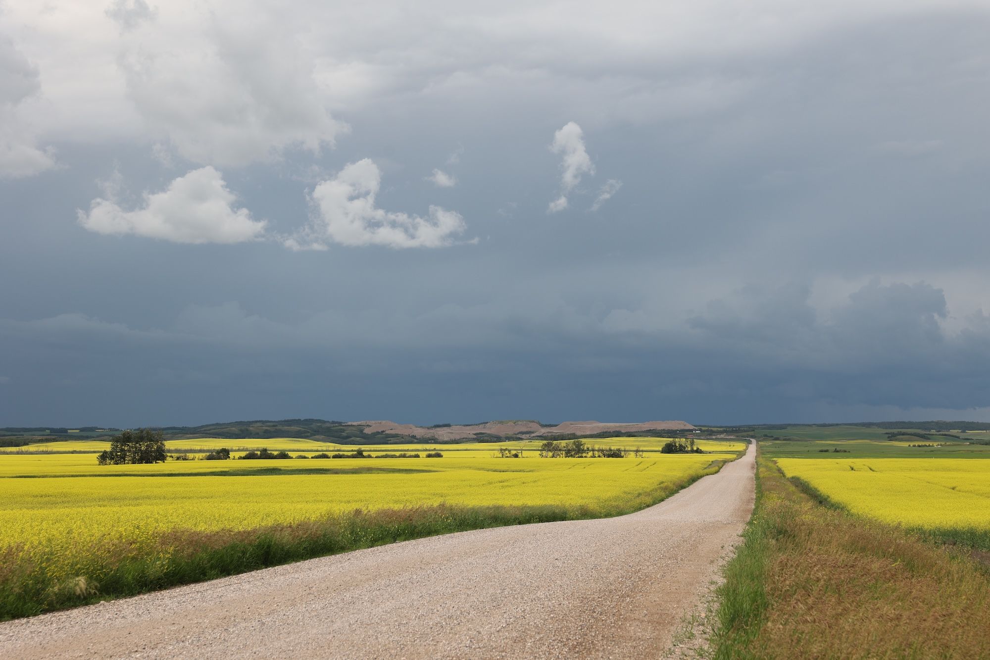 China gets gears rolling to import big loads of Canadian canola