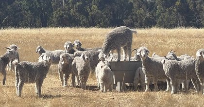 Science meets soil to de-risk carbon farming at Wheatbelt Angora enterprise