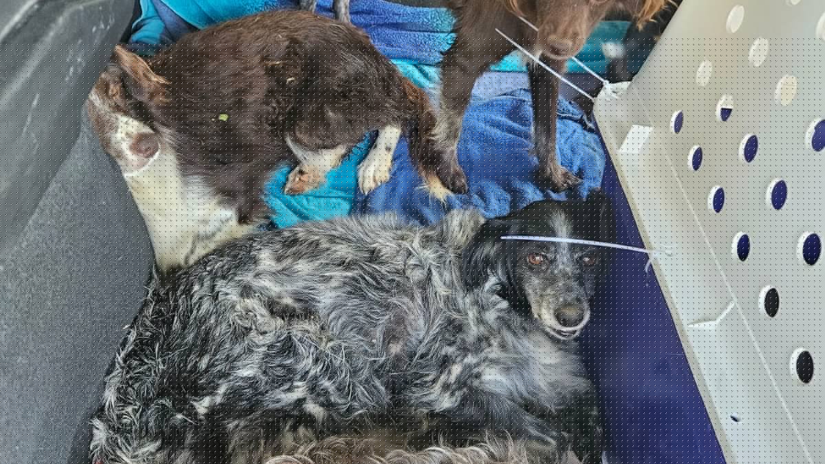 "Il y en avait partout, on voyait leur état se dégrader devant nous", un refuge intervient pour sauver soixante chiens, sur place ils découvrent l'horreur