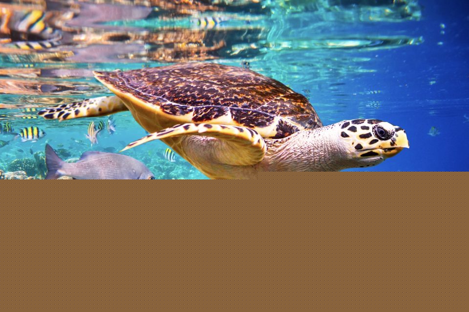 We Love Our Sea Turtles in Panama:  MiAMBIENTE Establishes the National Committee for their Protection and Conservation