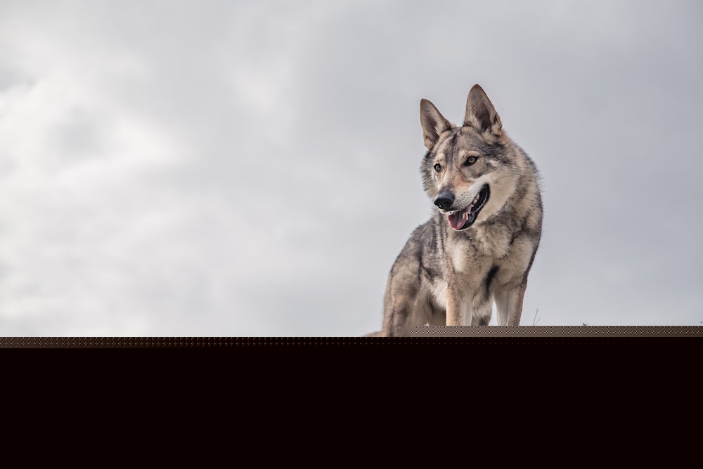 Mexican gray wolves kill 2 feral horses in first such documented cases