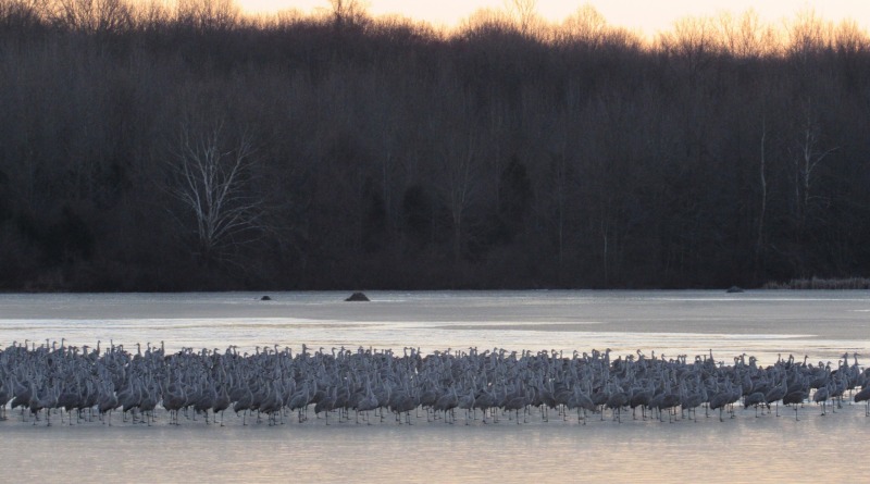 Sandhill cranes head south after snow, extreme cold