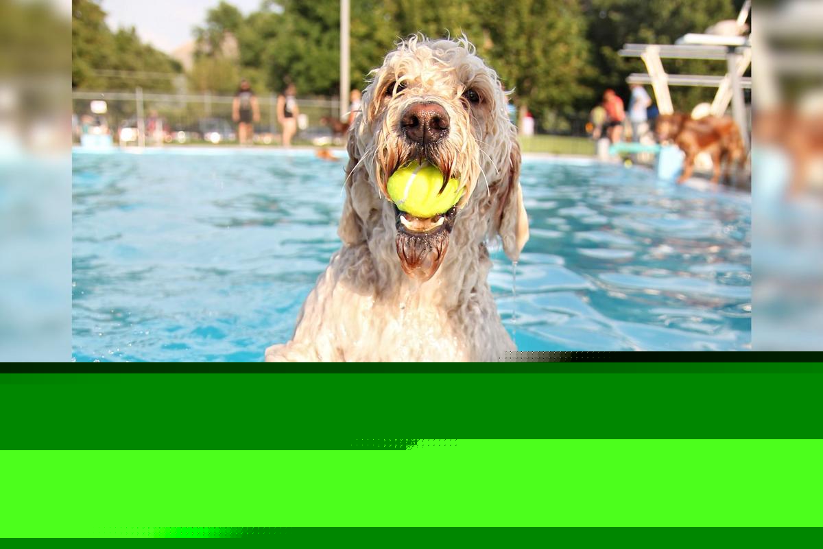 Take Your Dog Swimming in Owensboro, KY This Weekend!