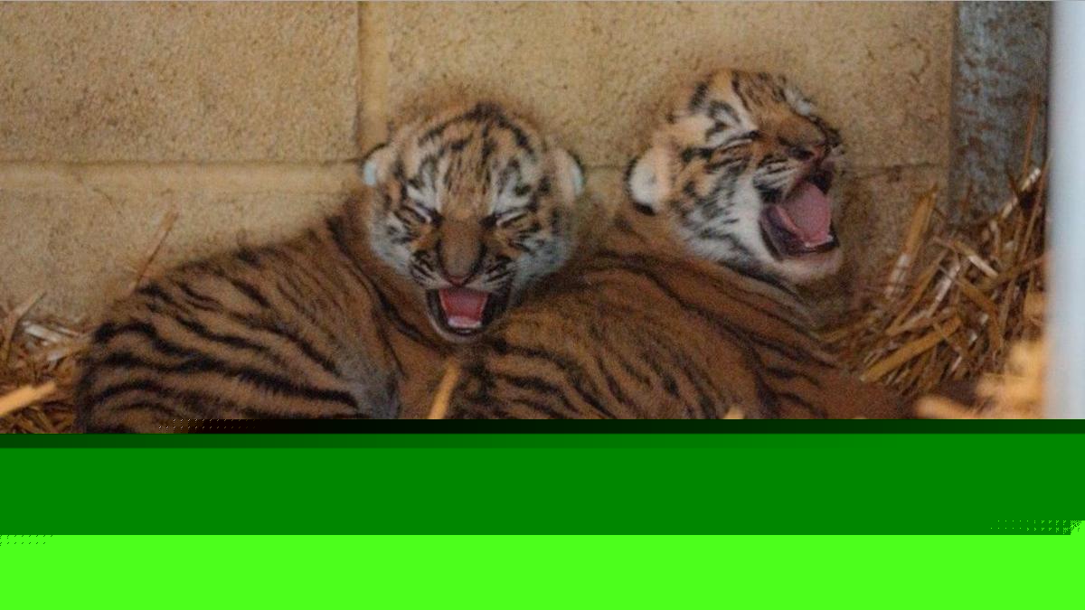 Endangered tiger cubs born in conservation boost