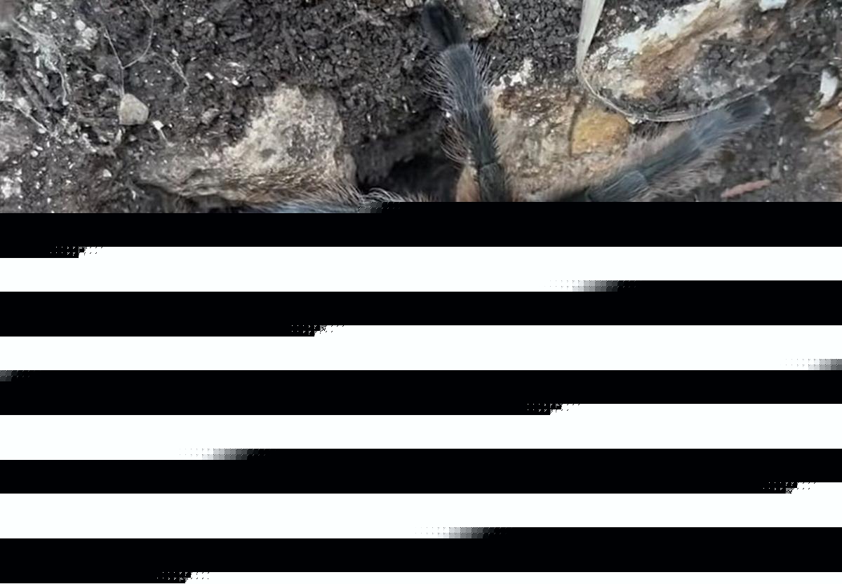 8-Legged Freaks Spotted Creeping Around Missouri Ozarks