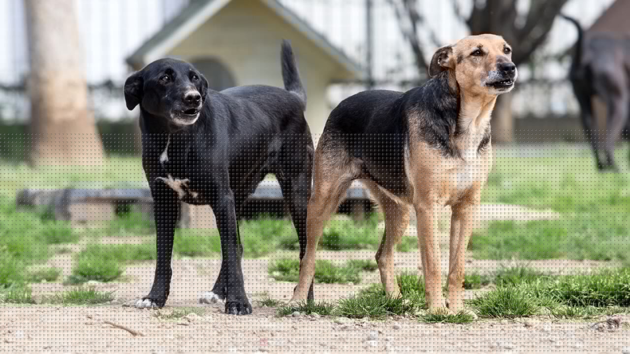 Gira con grossi cani liberi, poi li aizza contro i poliziotti: agente morso a una mano