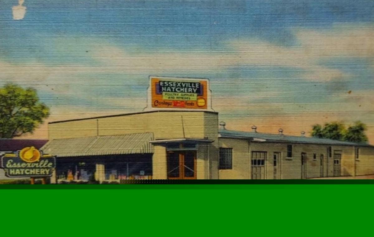 Past Michigan Attraction: The Essexville Hatchery, 1930s-1960s