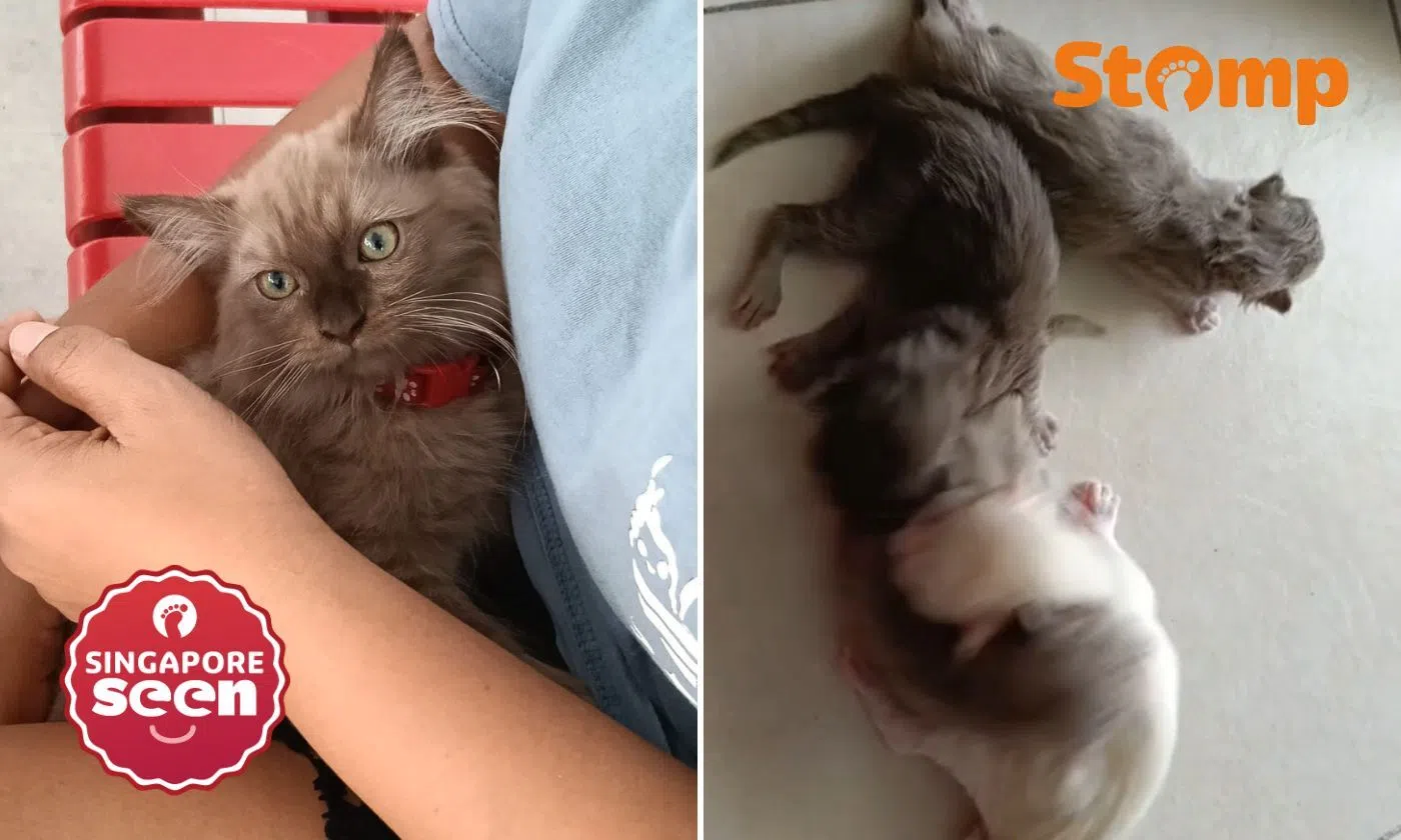 Stomper’s ‘Lucky’ kitten welcomes 4 new siblings after being sole survivor of his litter: ‘Gift for National Day’