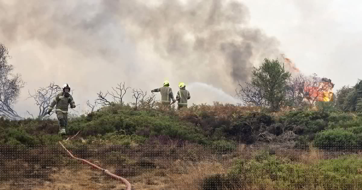 Ferienpark evakuiert - Waldbrand wütet nahe Atomkraftwerk in England