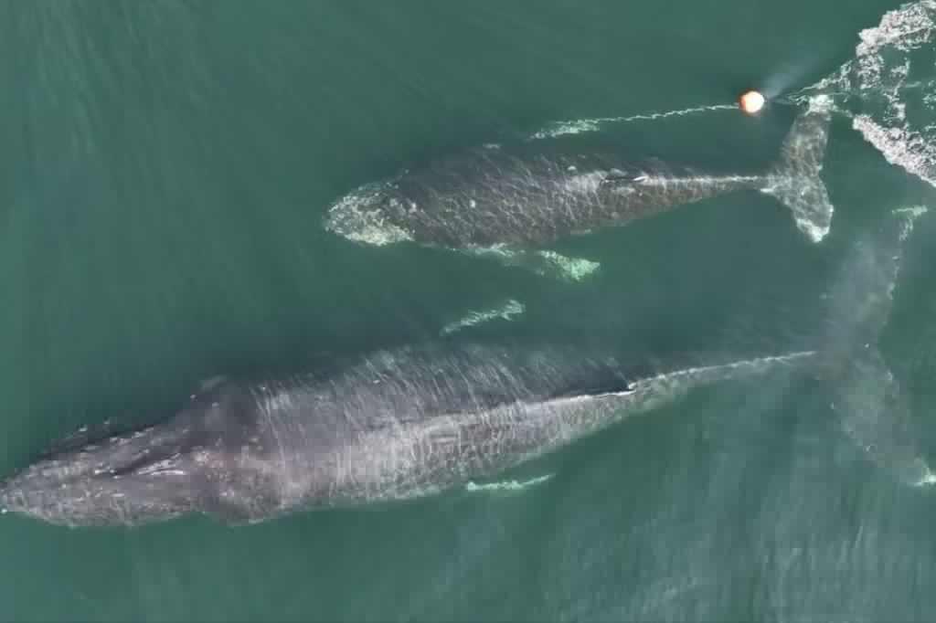 VIDEO: B.C. whale watching captain sounds alarm for tangled humpback calf
